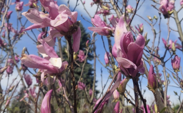 MAGNÓLIÁK A KERTBEN