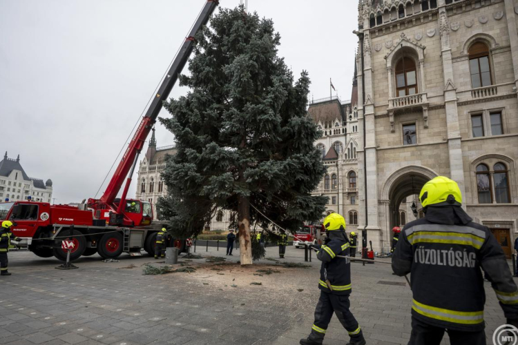 Felállították az ország karácsonyfáját az Országház előtt