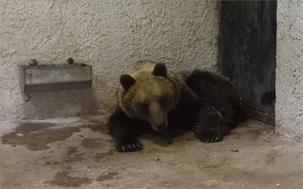 Megszabadult a nyomkövetőtől az elengedett medve